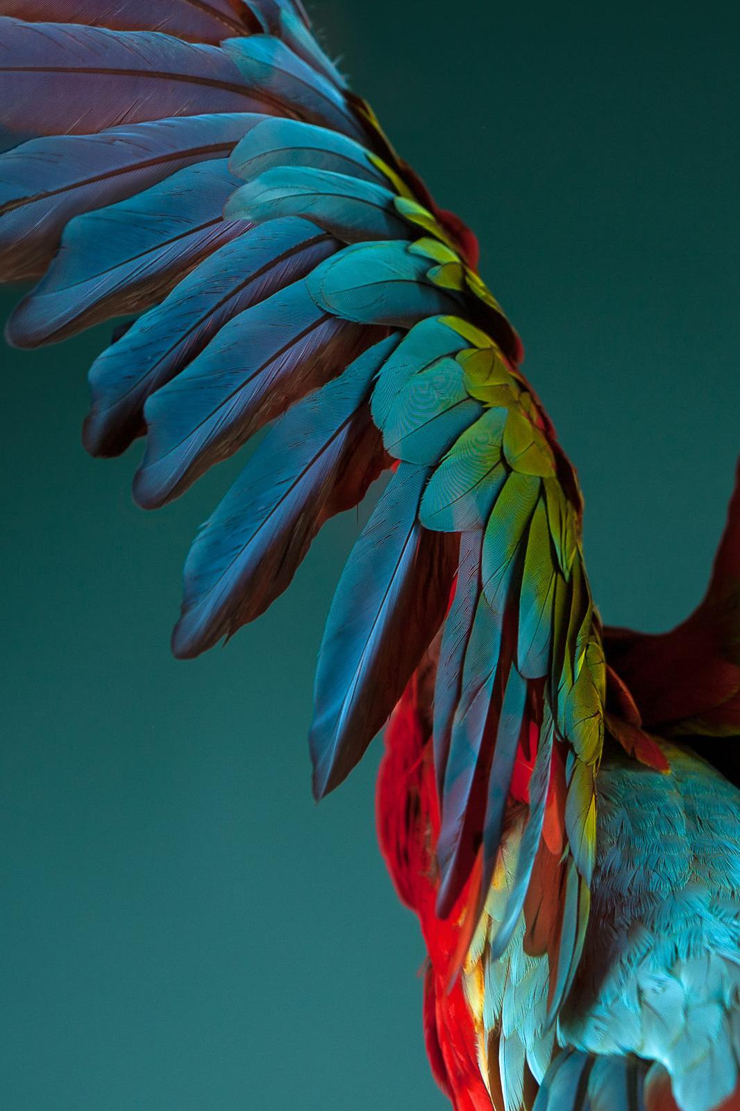 Macaw #3 -Animal signierter zeitgenössischer Vogel-Kunstdruck in limitierter Auflage – Photograph von Tim Platt