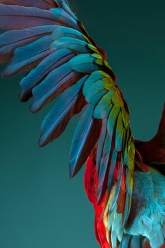 Macaw #3 - Animal signed limited edition bird contemporary fine art print, Blue
