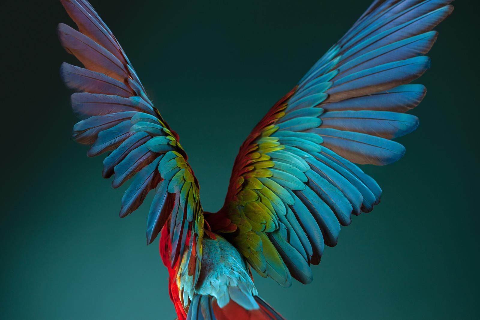 Tim Platt Color Photograph - Macaw #3- Animal signed limited edition bird contemporary fine art print, Blue