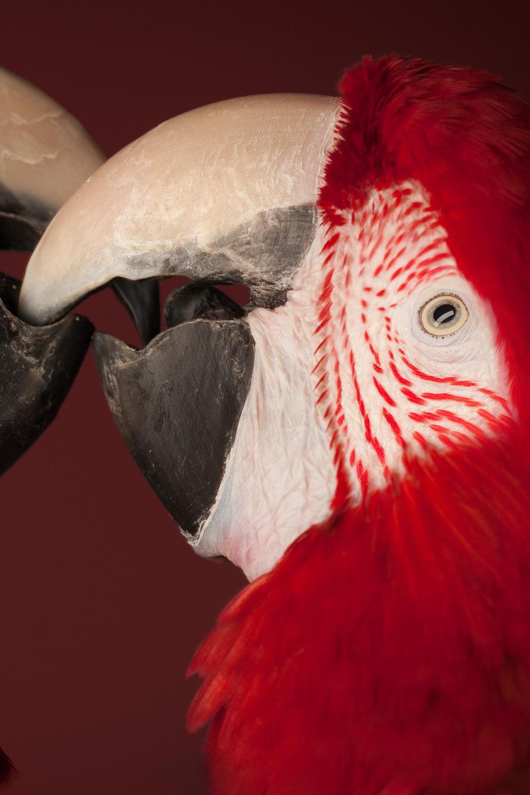 Tier signiert limitierte Auflage zeitgenössischer Kunstdruck, Vogel - Macaw #4  (Rot), Still-Life Photograph, von Tim Platt
