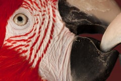 "Macaw #4" - Stampa d'arte contemporanea di uccelli firmata in edizione limitata, rosso