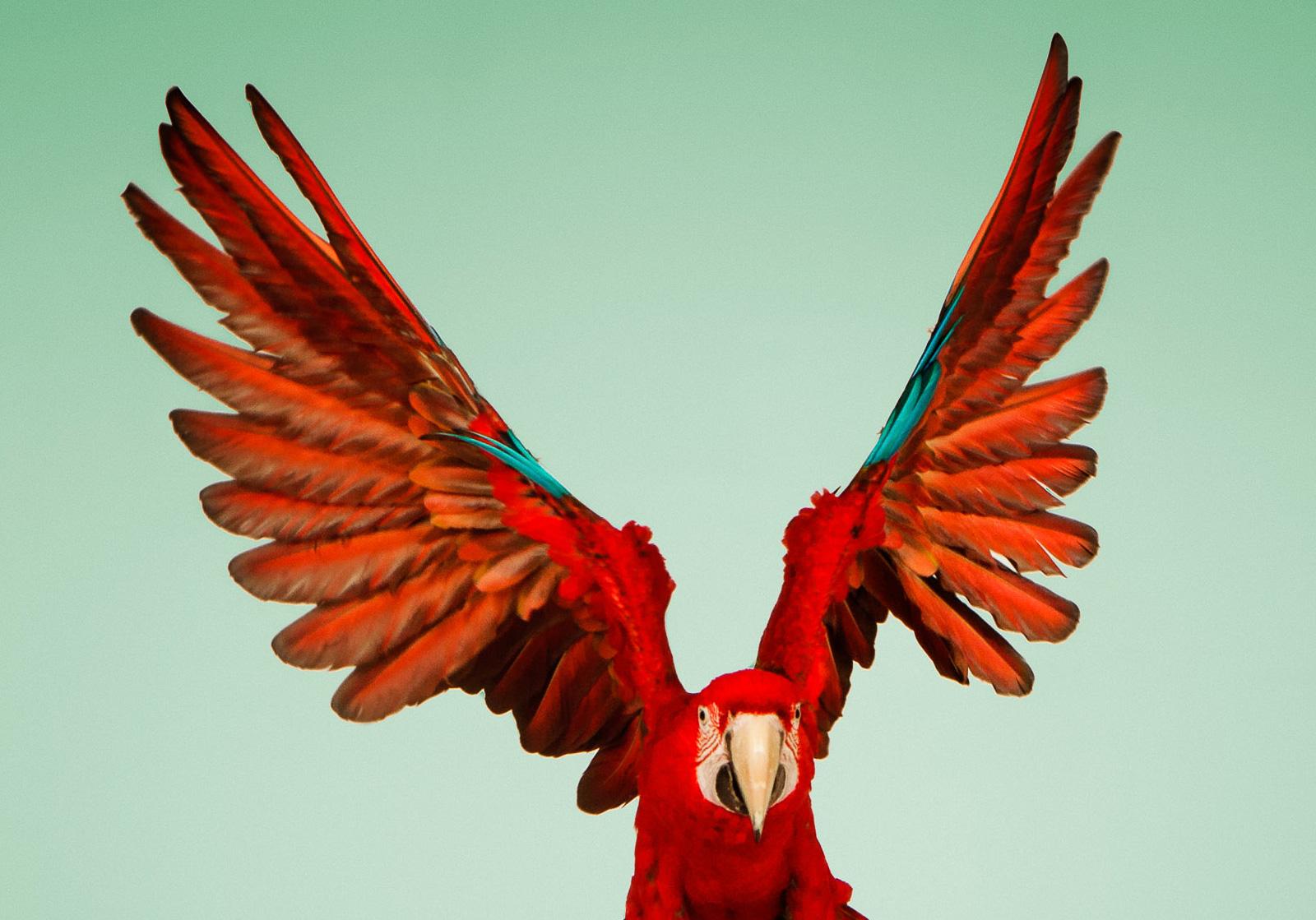 „ Macaw #6 -Animal signierter zeitgenössischer Vogeldruck in limitierter Auflage, Grün – Photograph von Tim Platt
