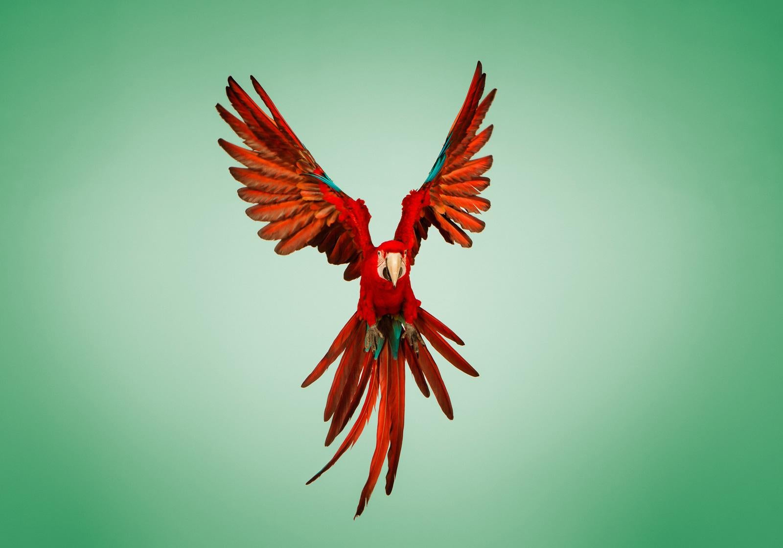 Tim Platt Color Photograph – „ Macaw #6 -Animal signierter zeitgenössischer Vogeldruck in limitierter Auflage, Grün