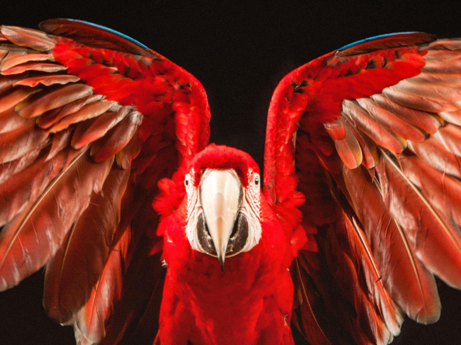 „ Macaw #7 -Animal signierter zeitgenössischer Vogeldruck in limitierter Auflage, rot – Photograph von Tim Platt