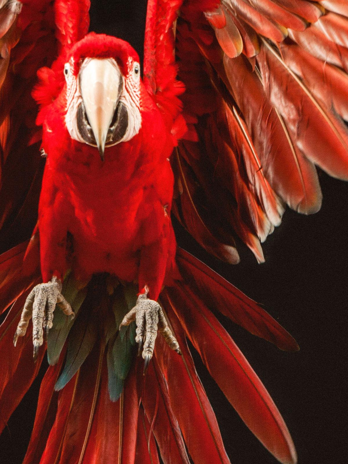 „ Macaw #7 -Animal signierter zeitgenössischer Vogeldruck in limitierter Auflage, rot (Schwarz), Still-Life Photograph, von Tim Platt