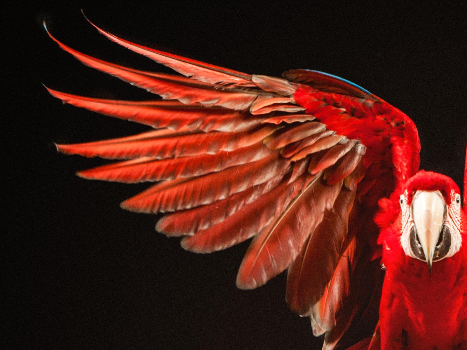 „ Macaw #7 -Animal signierter zeitgenössischer Vogeldruck in limitierter Auflage, rot im Angebot 1