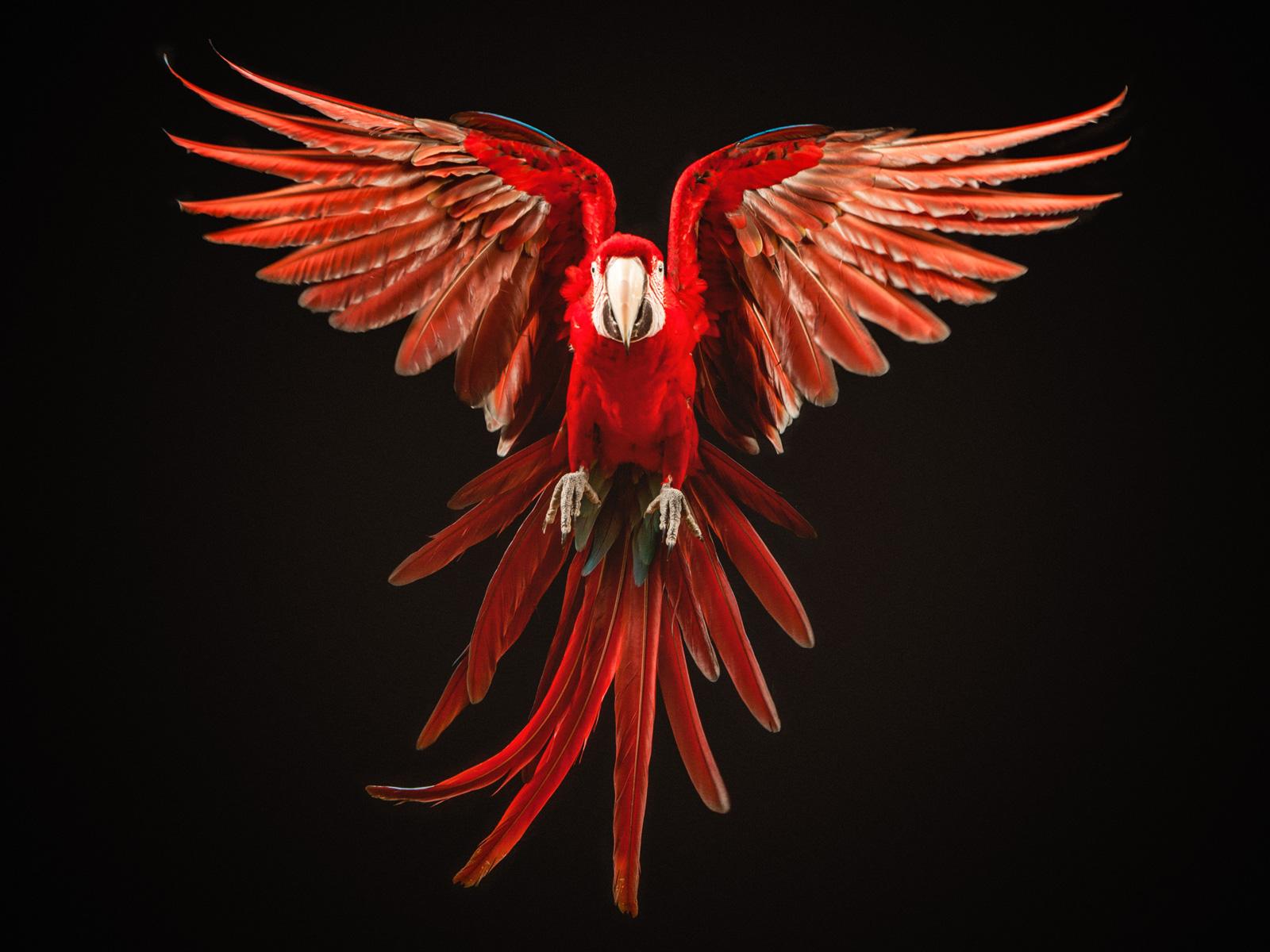 black and red macaw