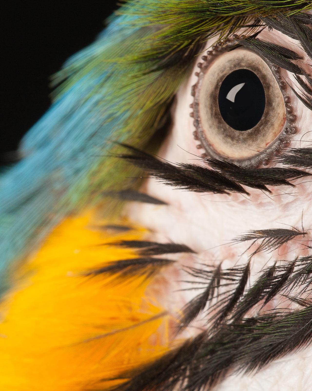 Macaw #8 - Tier signiert limitierte Auflage Vogel zeitgenössischen Kunstdruck blau – Photograph von Tim Platt