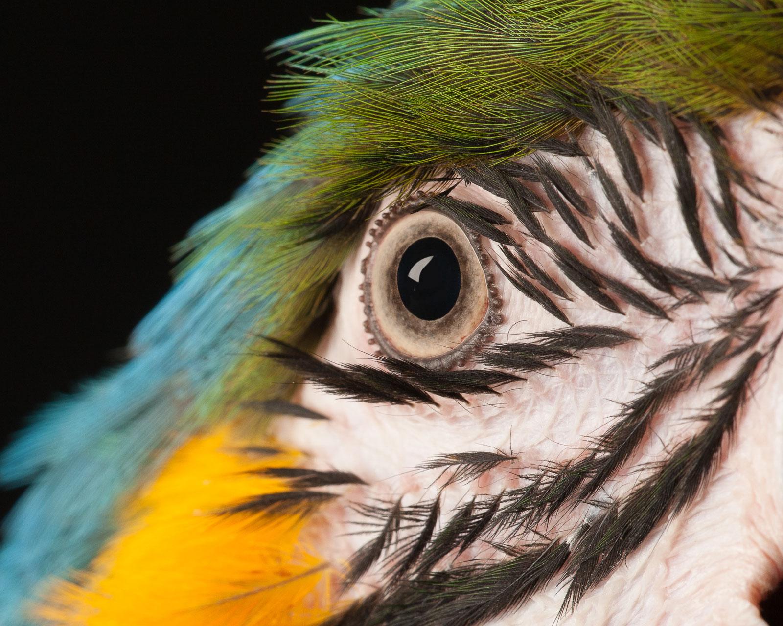 macaw eye