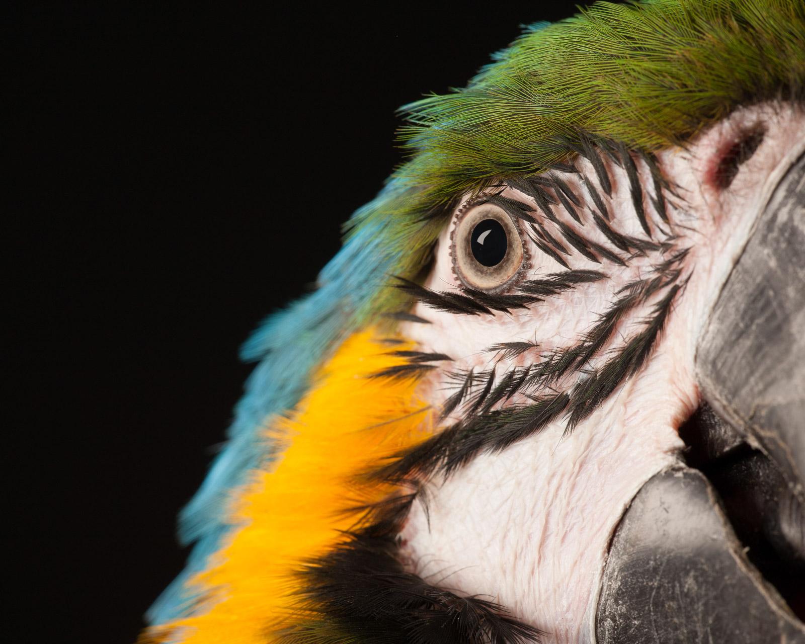 Macaw #8 - Animal signé édition limitée oiseau contemporain fine art print bleu - Noir Still-Life Photograph par Tim Platt