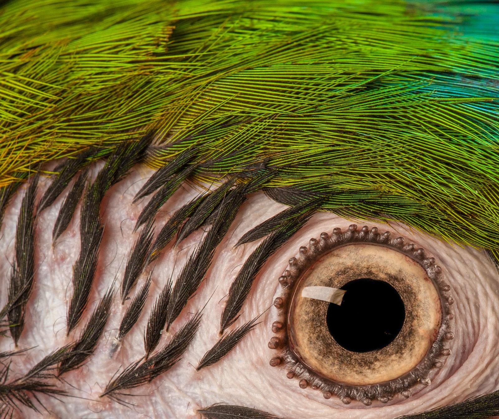 Macaw #9 - Tier signiert limitierte Auflage Vogel zeitgenössischen Kunstdruck – Photograph von Tim Platt