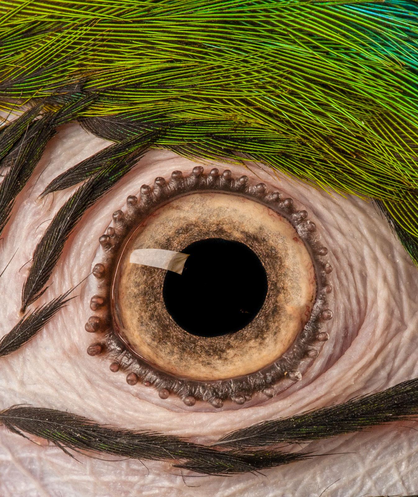 Macaw #9 - Tier signiert limitierte Auflage Vogel zeitgenössischen Kunstdruck (Zeitgenössisch), Photograph, von Tim Platt