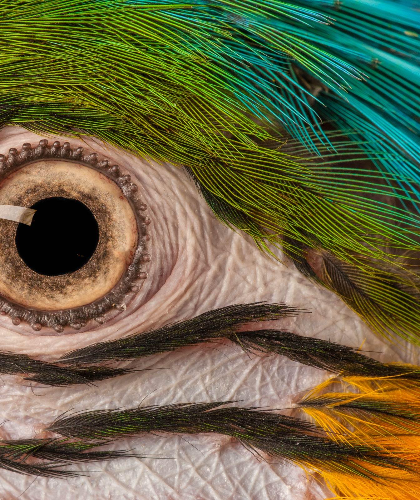 Macaw #9 - Tier signiert limitierte Auflage Vogel zeitgenössischen Kunstdruck (Schwarz), Color Photograph, von Tim Platt
