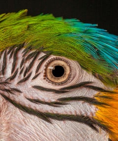 " Macaw #9 ”- Animal signed limited edition bird contemporary fine art print