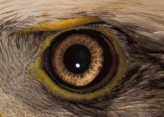 Bald Eagle #3 - Signed limited edition wildlife photo, Oversize, Contemporary