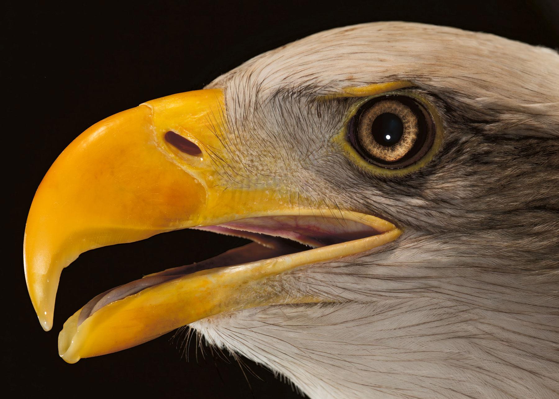 Tim Platt Still-Life Photograph - Bald Eagle #3 - Signed limited edition wildlife fine art, Contemporary Portrait