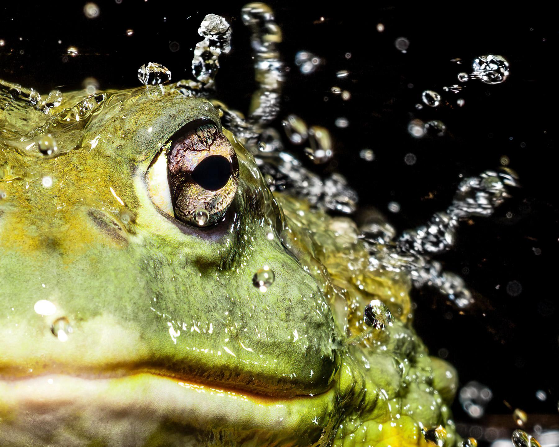 Bullfrog #1 - Signed limited edition wildlife fine art, Contemporary Portrait - Photograph by Tim Platt