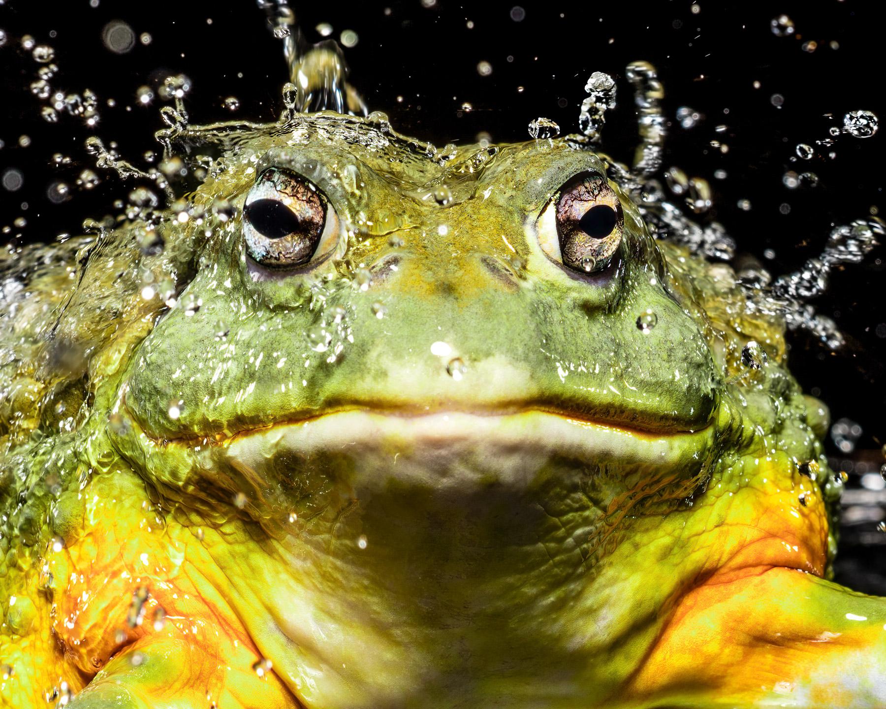 Bullfrog #1 -  Signed limited edition archival pigment print  -  Edition of 10

Animal photography is about being ready for the split-second moment when it happens. This takes a certain amount of production. The studio set-up, the lighting and the