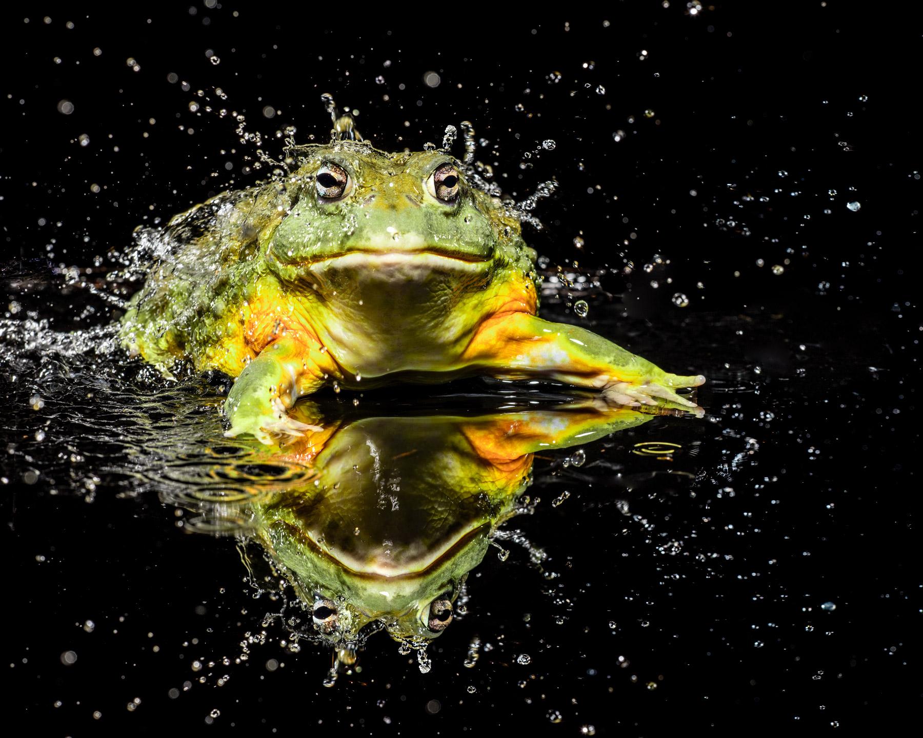 Bullfrog #1 - Signed limited edition wildlife fine art, Contemporary Portrait For Sale 2