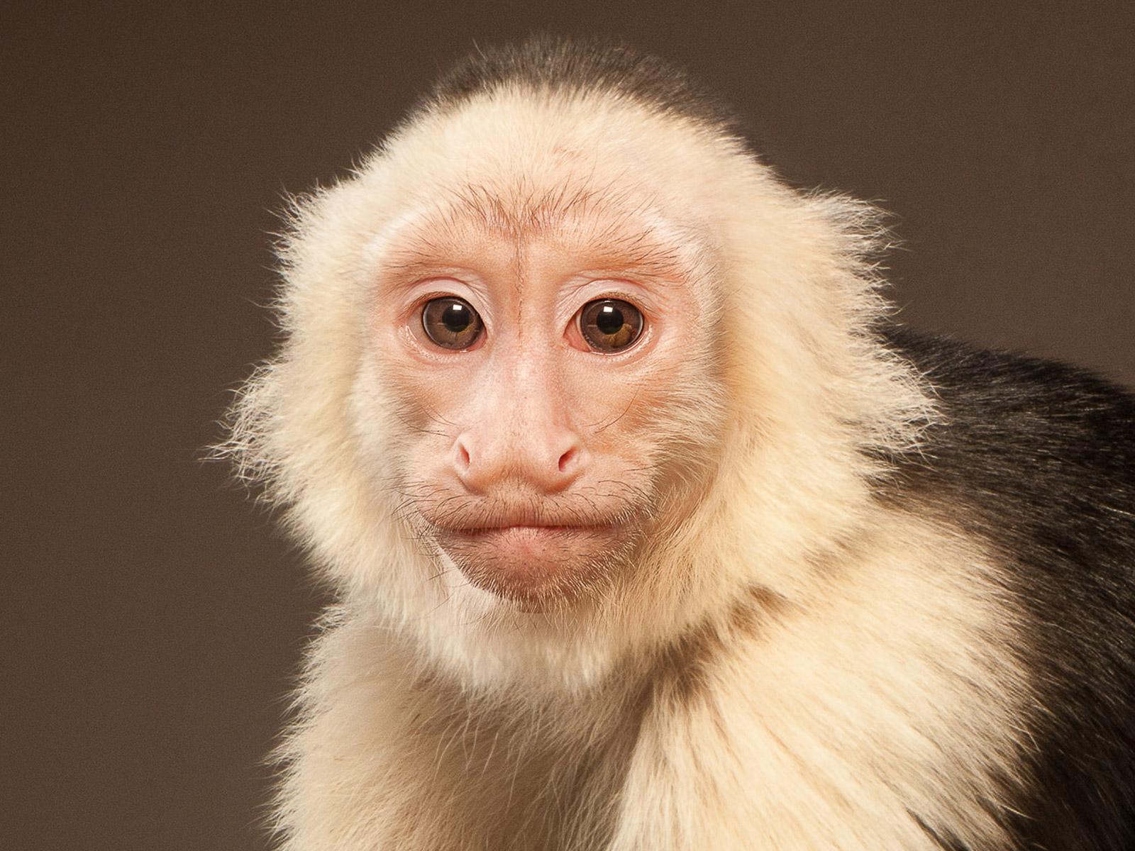 Capuchin 1 , Signed limited edition animal fine art print, brown and white monkey - Photograph by Tim Platt