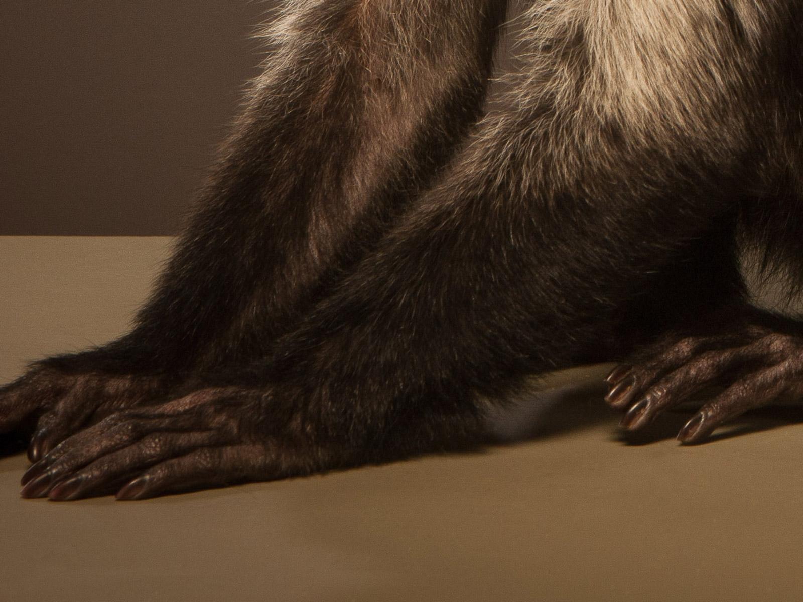Cappuccino 1 , Stampa d'arte animale firmata in edizione limitata, marrone, bianco, Scimmia - Photograph Contemporaneo di Tim Platt