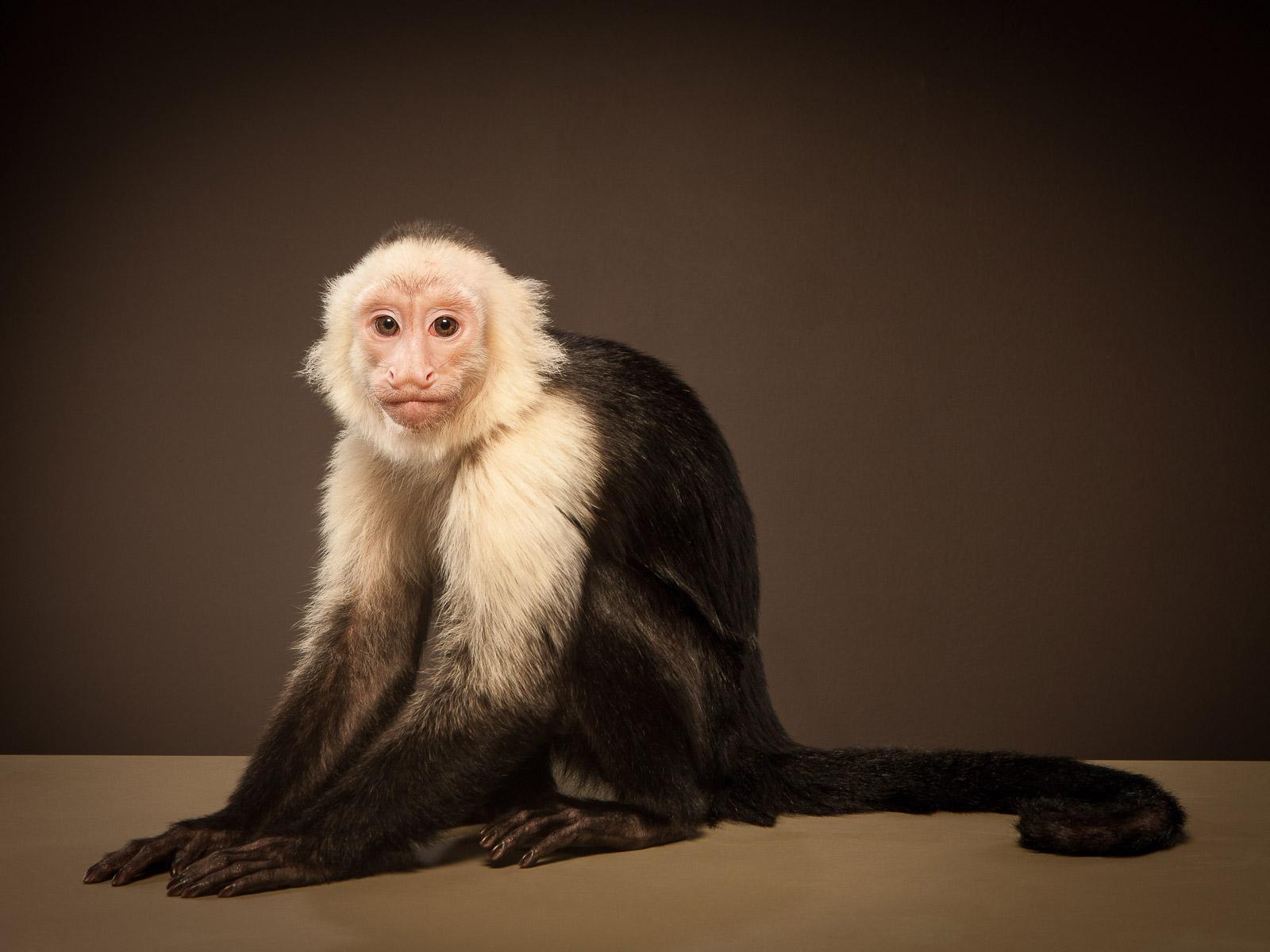 Capuchin 1, signierter Tier-Kunstdruck in limitierter Auflage, brauner und weißer Affe (Schwarz), Color Photograph, von Tim Platt