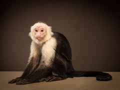 Capuchin 1, signierter Tier-Kunstdruck in limitierter Auflage, brauner und weißer Affe