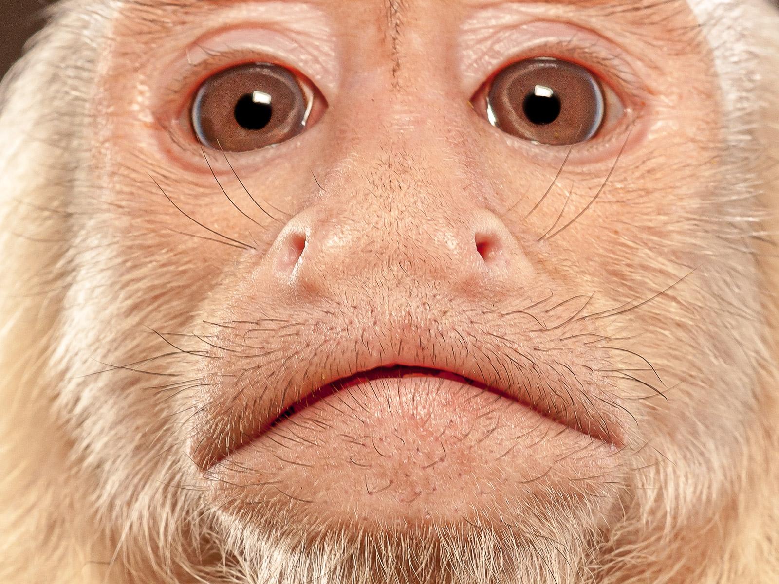 Capuchin 2- Signed limited edition animal fine art print, brown white monkey - Photograph by Tim Platt