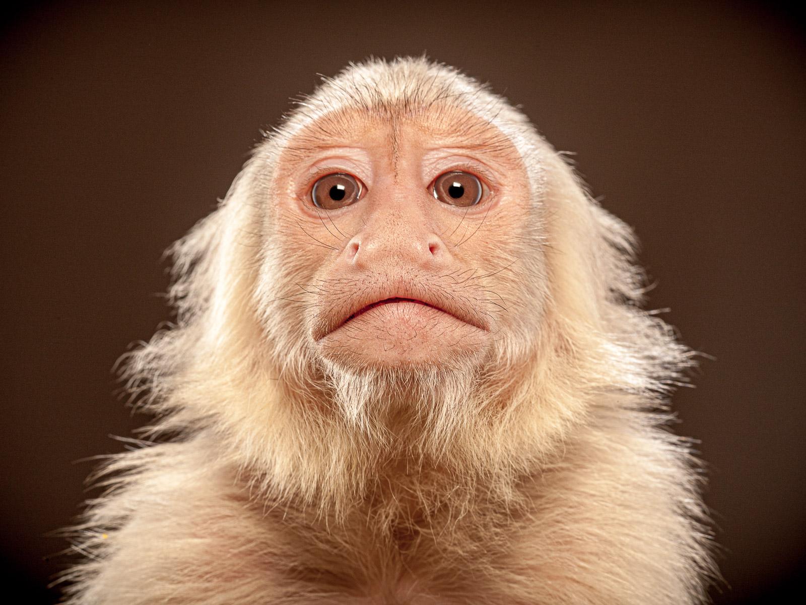 Capuchin 2- signierter Tier-Kunstdruck in limitierter Auflage, brauner und weißer Affen 