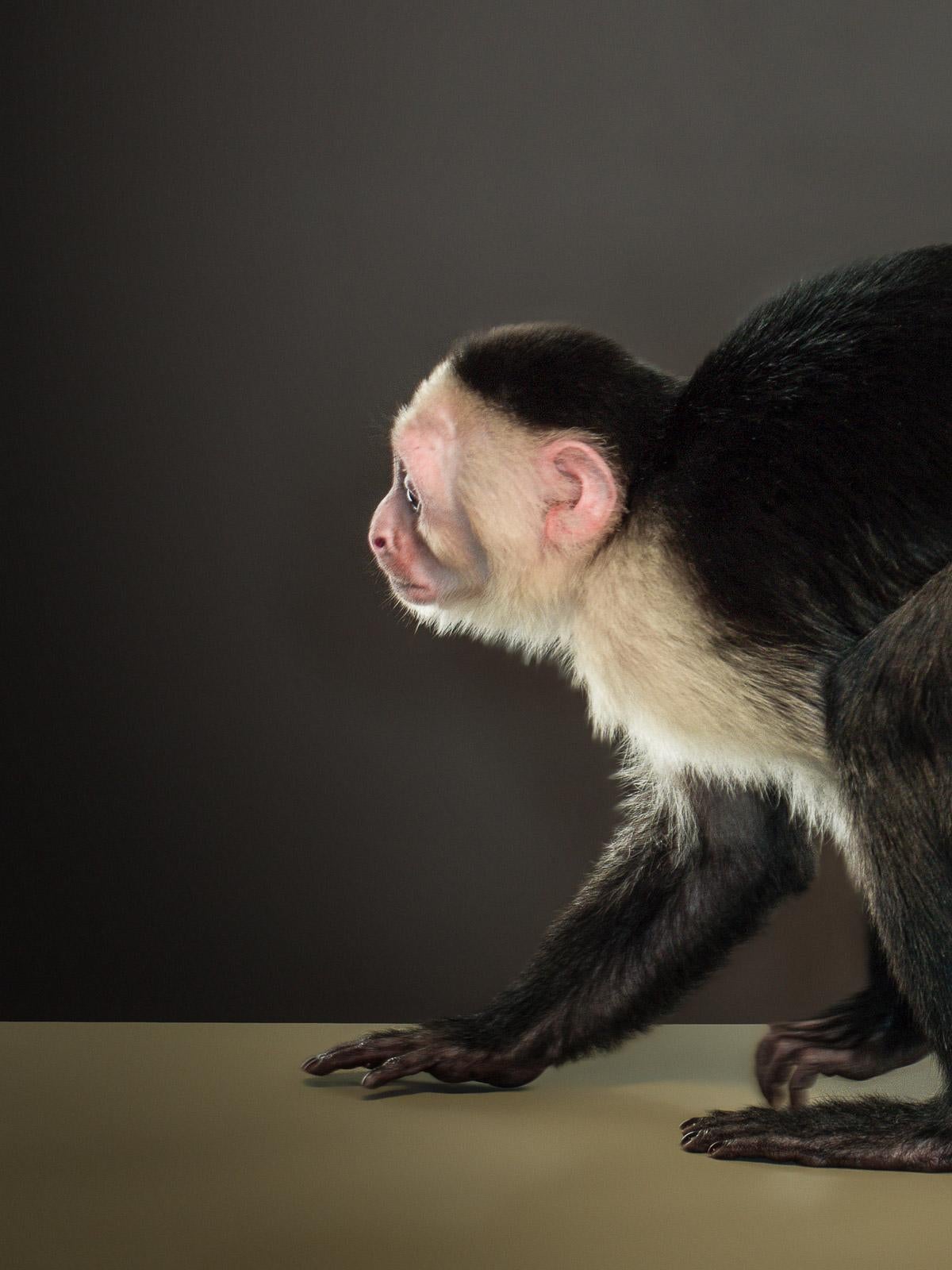 Capuchin 3, signierter Tier-Stillleben in limitierter Auflage, großformatig – Photograph von Tim Platt