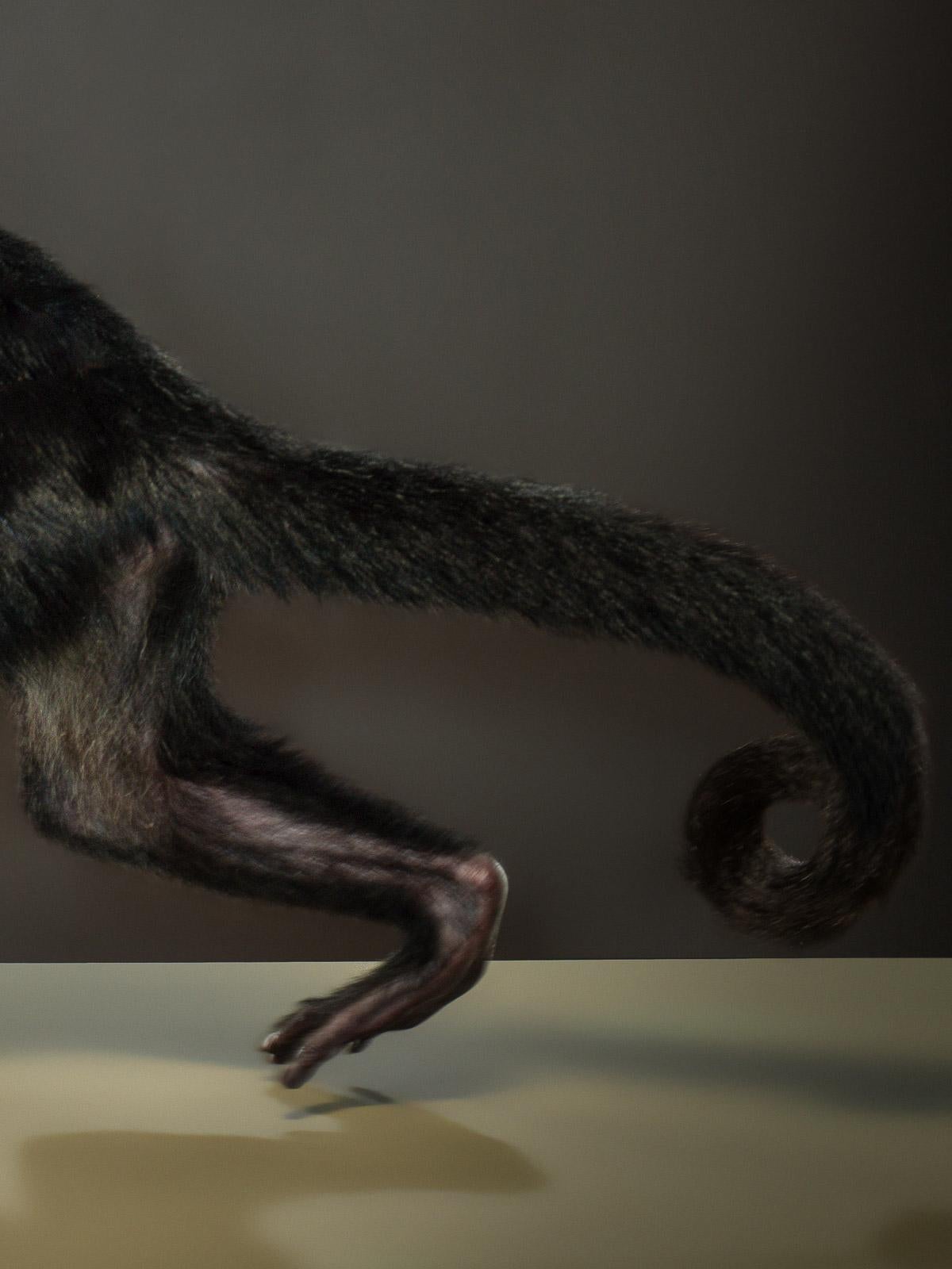 Capuchino 3- Impresión artística firmada de edición limitada de animales, Naturaleza muerta a gran escala - Photograph Contemporáneo de Tim Platt