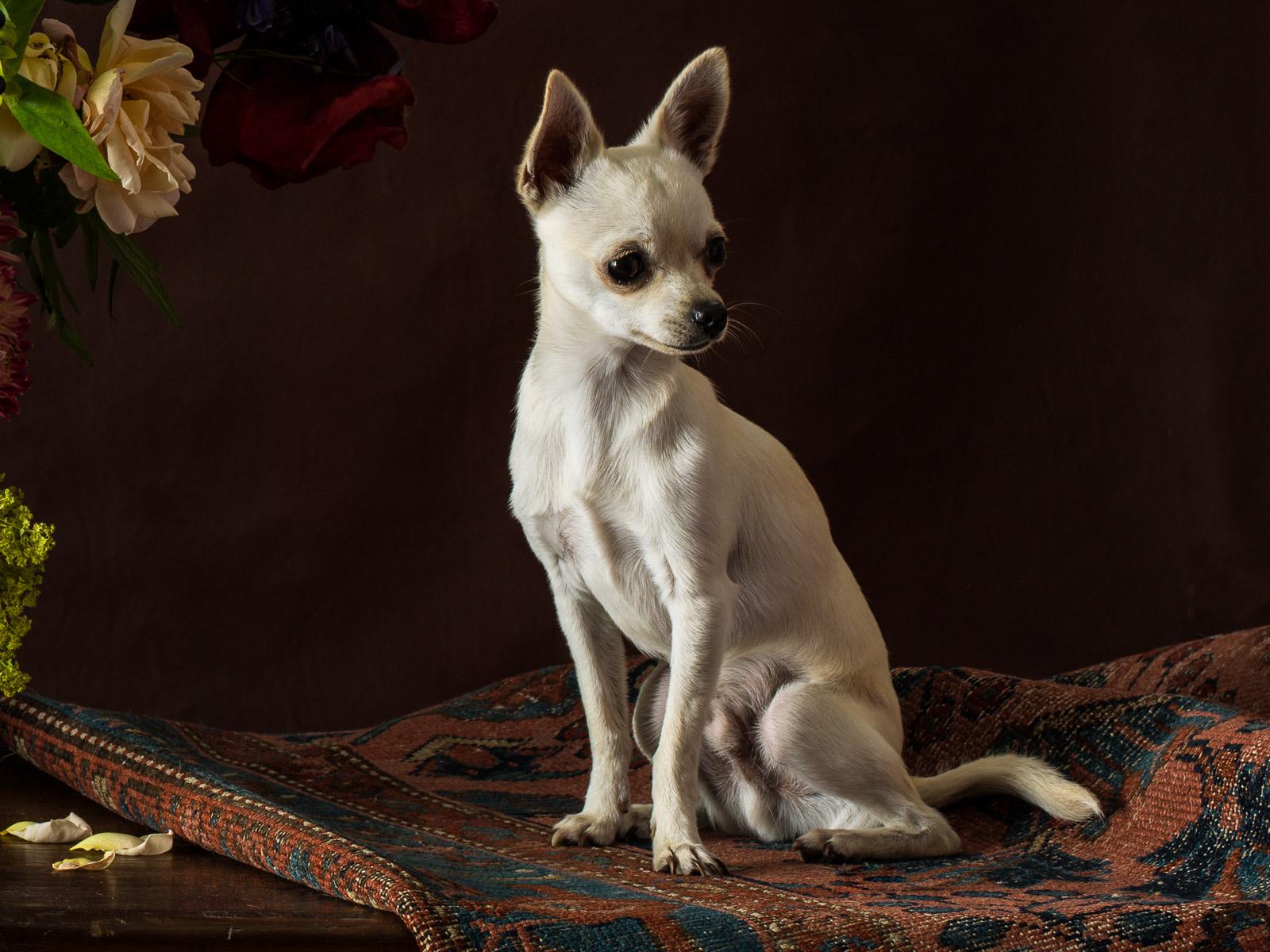 Niederländischer Hund #1 Weißer Chihuahua, Tier signiert, zeitgenössisch, in limitierter Auflage (Zeitgenössisch), Photograph, von Tim Platt