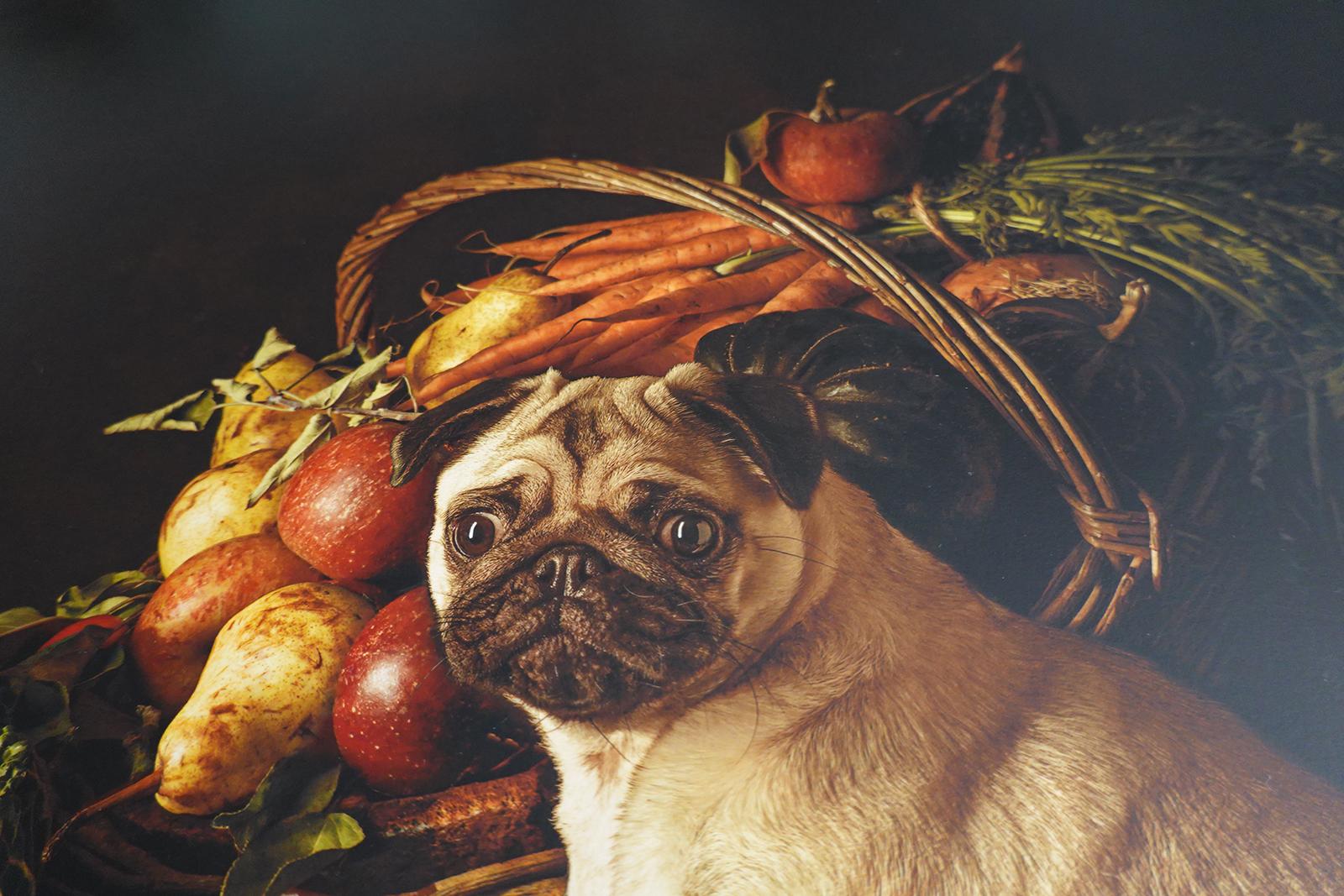 Dutch dog #2 Pug - Animal signed limited edition print, Contemporary, Still life For Sale 1