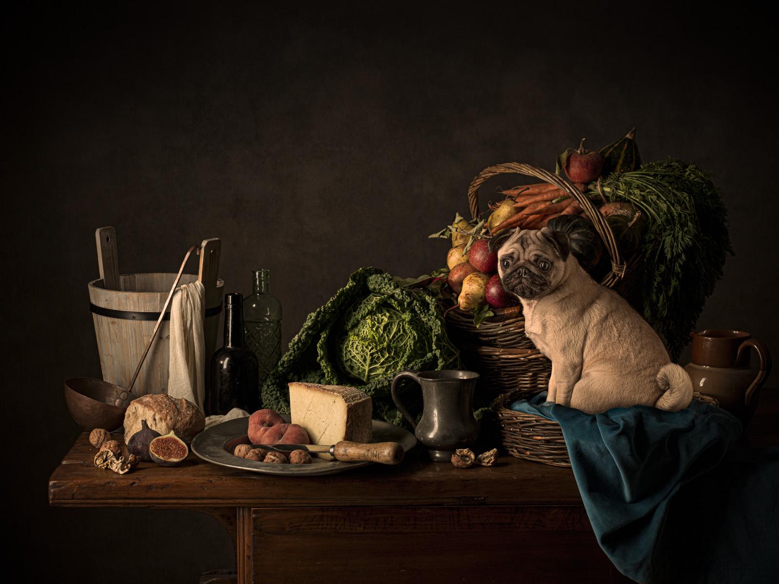 Tim Platt Color Photograph - Dutch dog #2 Pug - Animal signed limited edition print, Contemporary, Still life