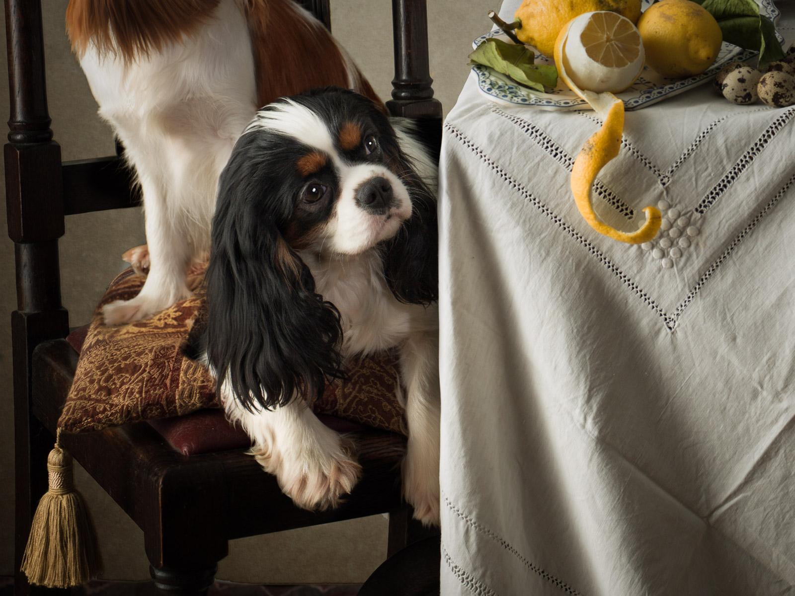 Dog Dutch #3 King Charles Spaniels - Animal signé, édition limitée contemporaine - Photograph de Tim Platt