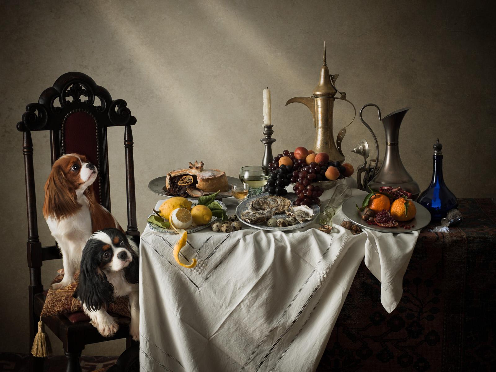 Tim Platt Still-Life Photograph - Dutch dog #3 King Charles Spaniels - Animal signed limited edition contemporary