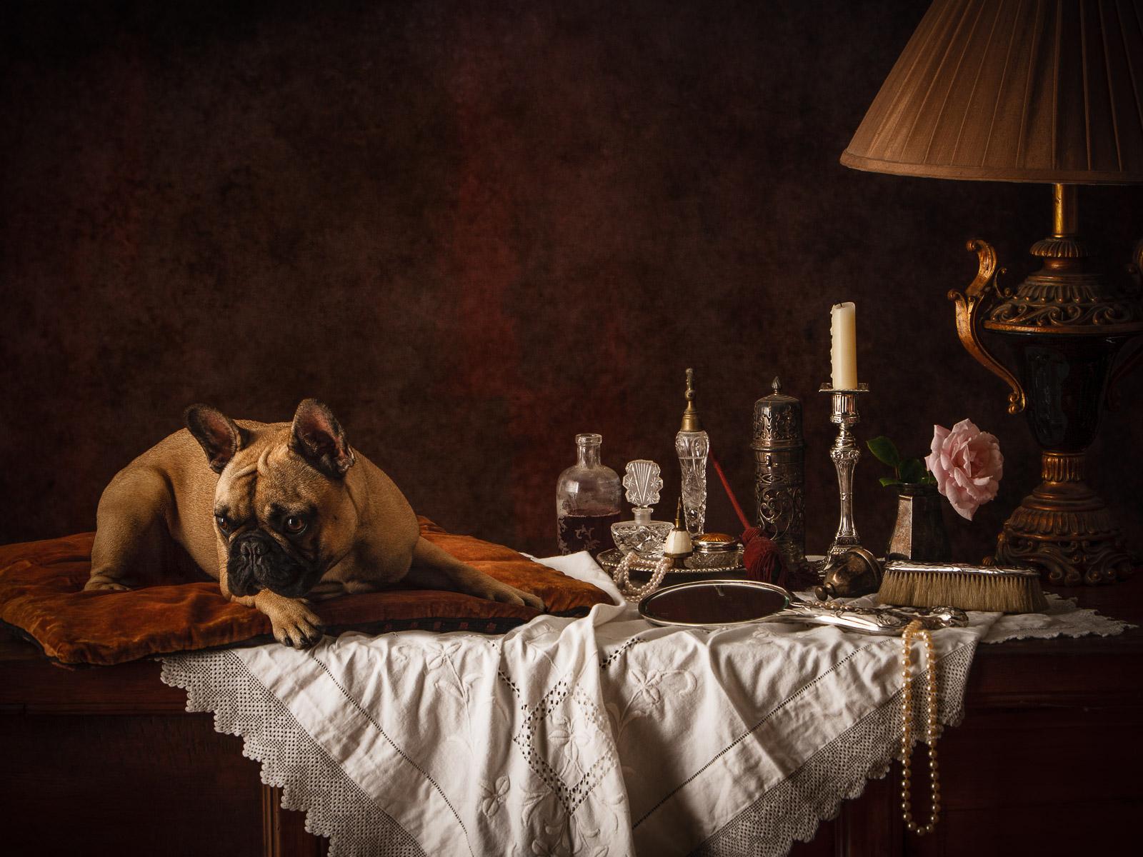 Tim Platt Color Photograph - Dutch dog #4 French Bulldog - Signed limited edition fine art print, Still life