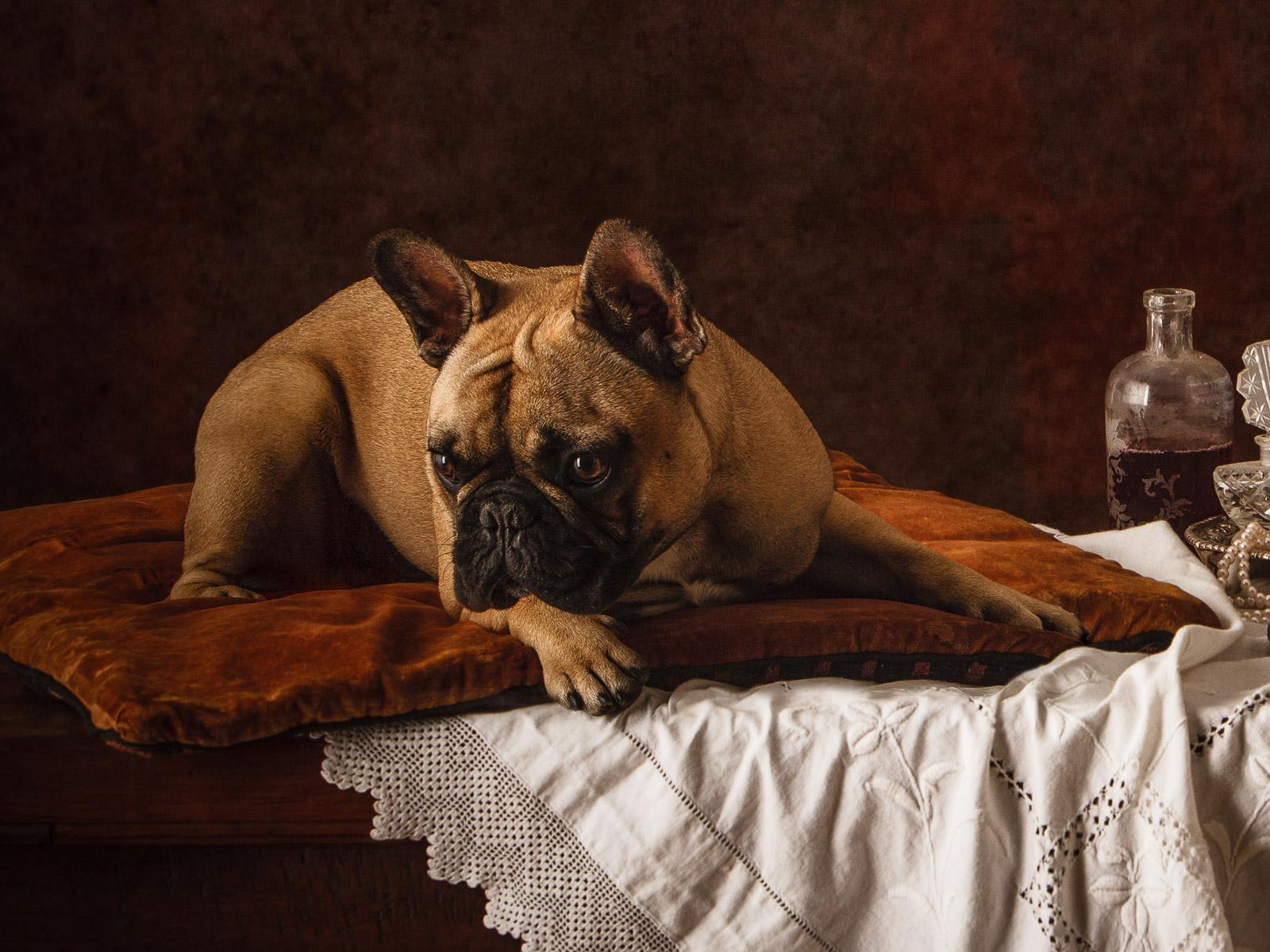 Dutch dog#4 French Bulldog-Animal signed limited edition print, Contemporary - Photograph by Tim Platt