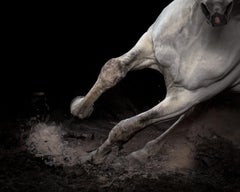 "Ehpico d’ Atela” pure bred Lusitano stallion #1 - Signed limited horse print