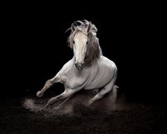 "Ehpico d’ Atela” pure bred Lusitano stallion #1 - Signed limited horse print