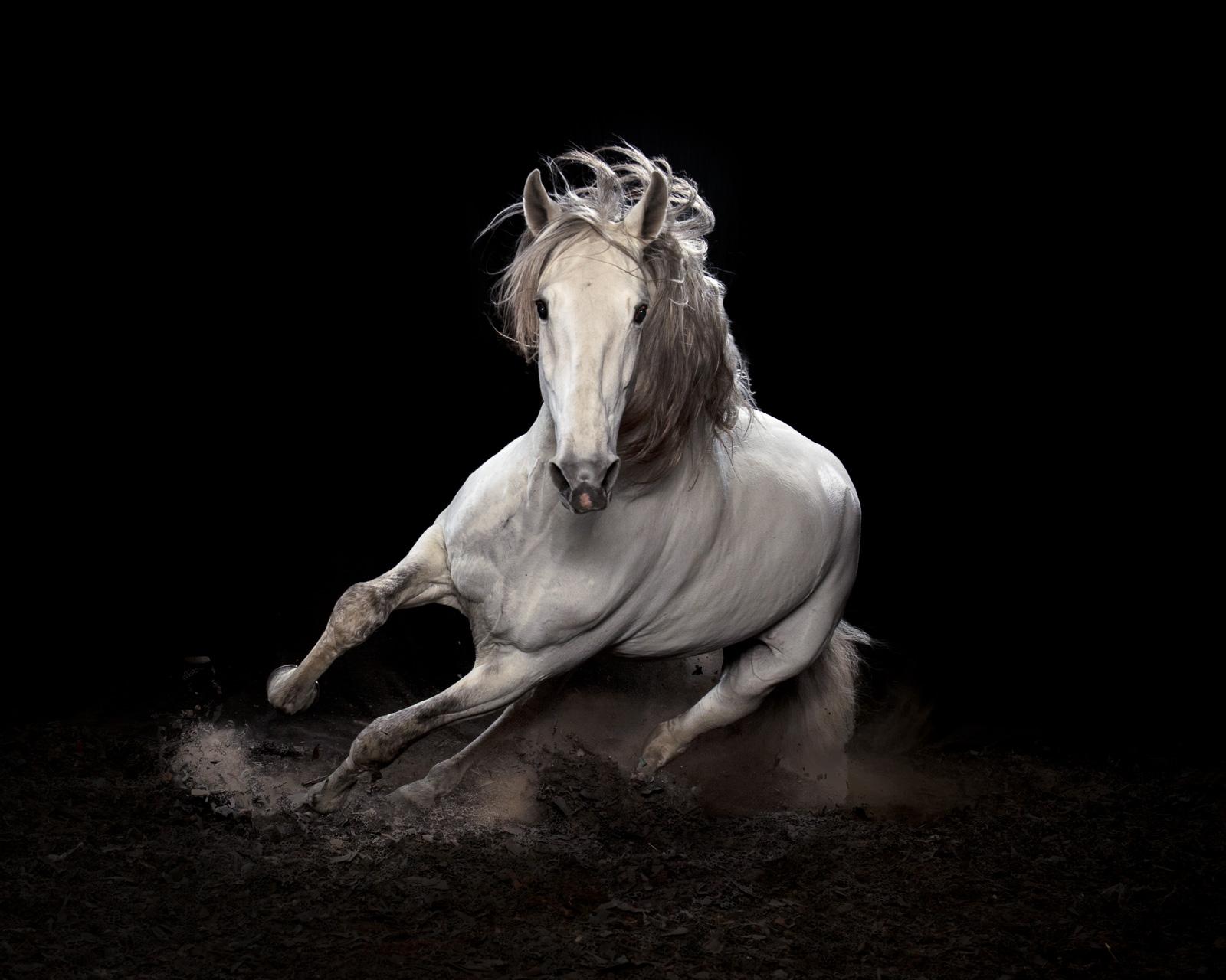 Tim Platt Color Photograph - "Ehpico d’ Atela” pure bred Lusitano stallion #1 - Horse, Limited edition print