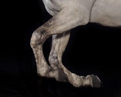 "Ehpico d’ Atela” pure bred Lusitano stallion #2 -Limited edition print, Horse