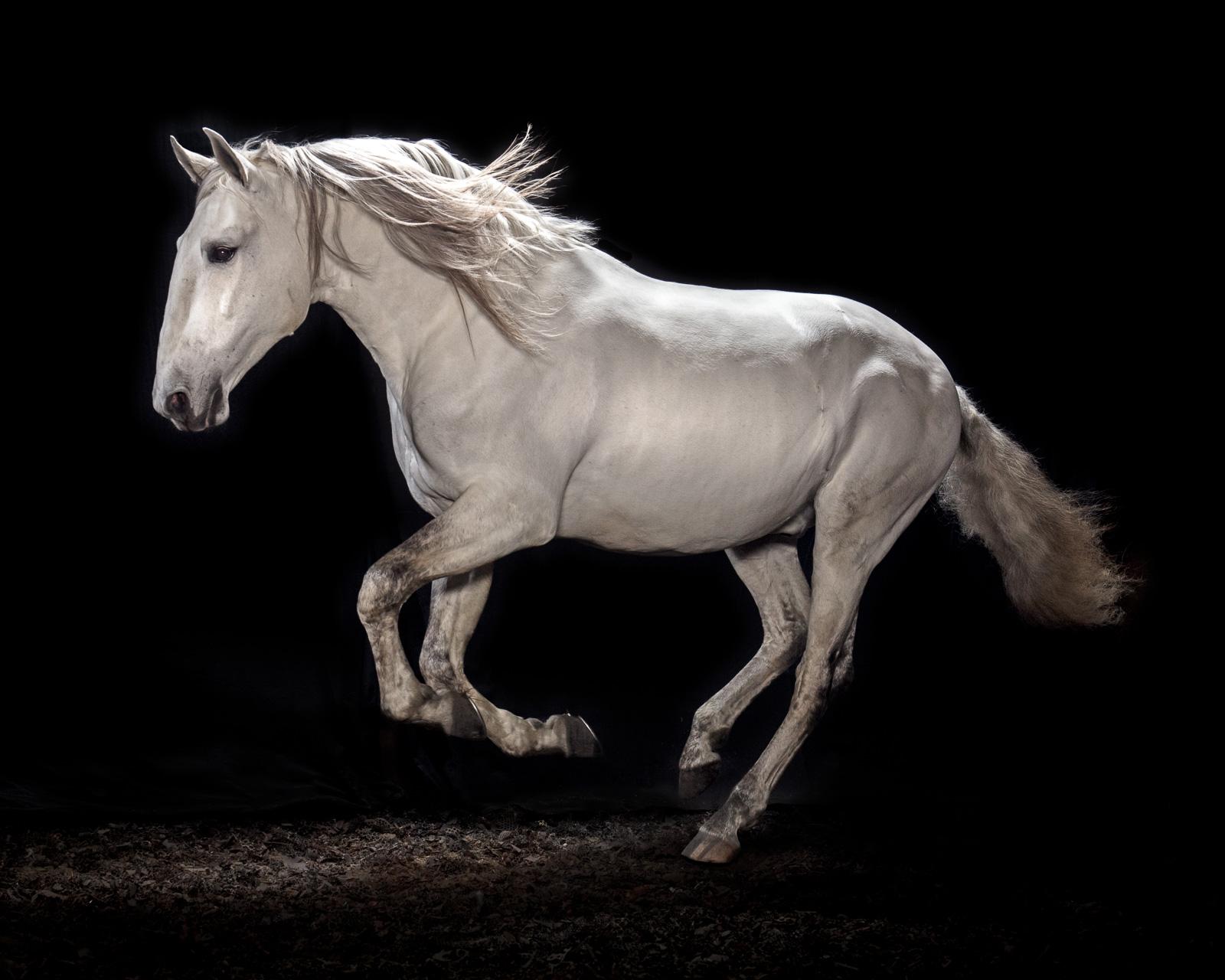 Tim Platt Portrait Photograph - "Ehpico d’ Atela” pure bred Lusitano stallion #2 - Horse fine art edition print