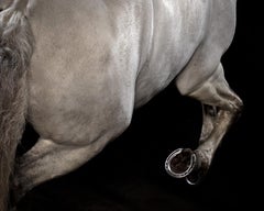"Ehpico d’ Atela” pure bred Lusitano stallion #3 -Limited edition print, Horse