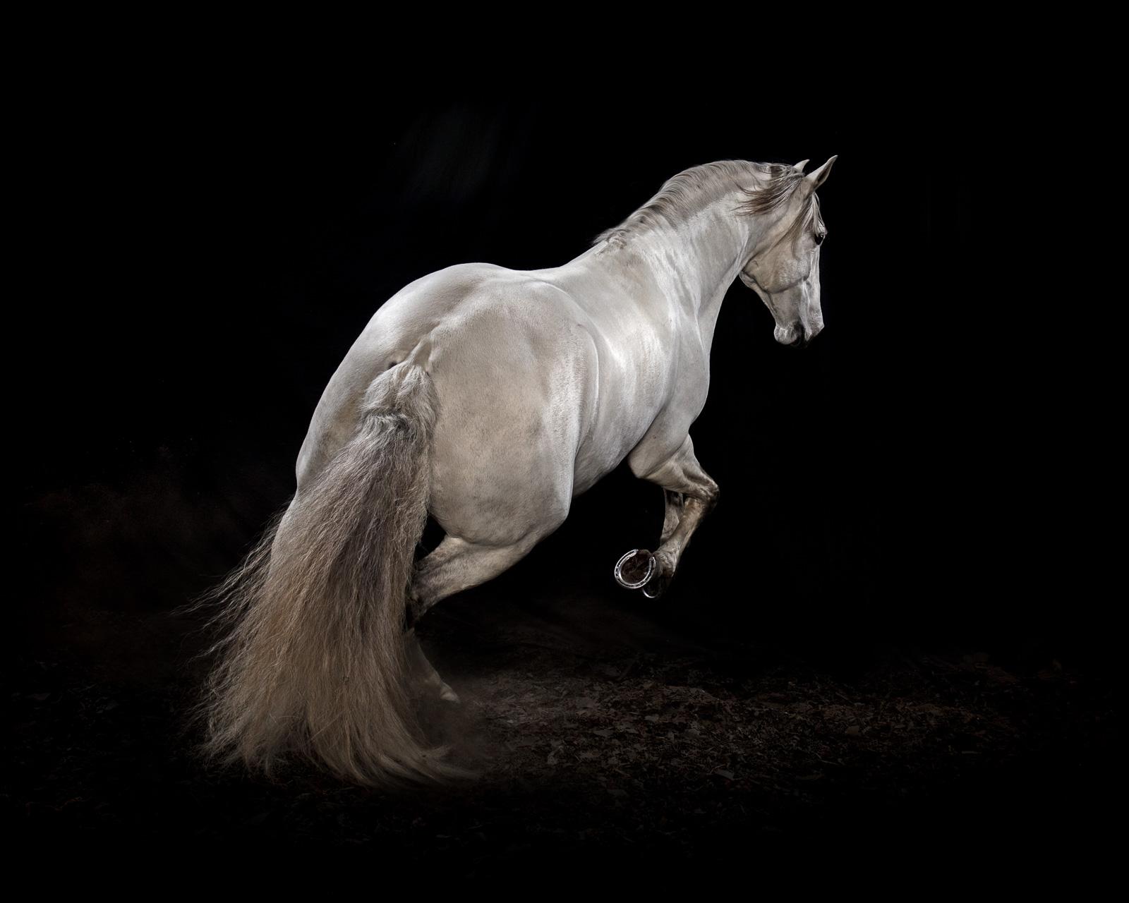 "Ehpico d’ Atela” pure bred Lusitano stallion #3 -Limited edition print, Horse