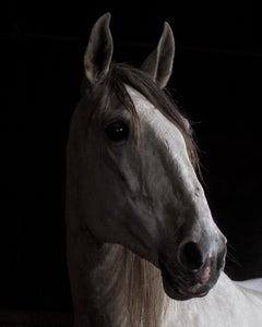 "Ehpico d’ Atela” pure bred Lusitano stallion #4 - Signed limited animal print