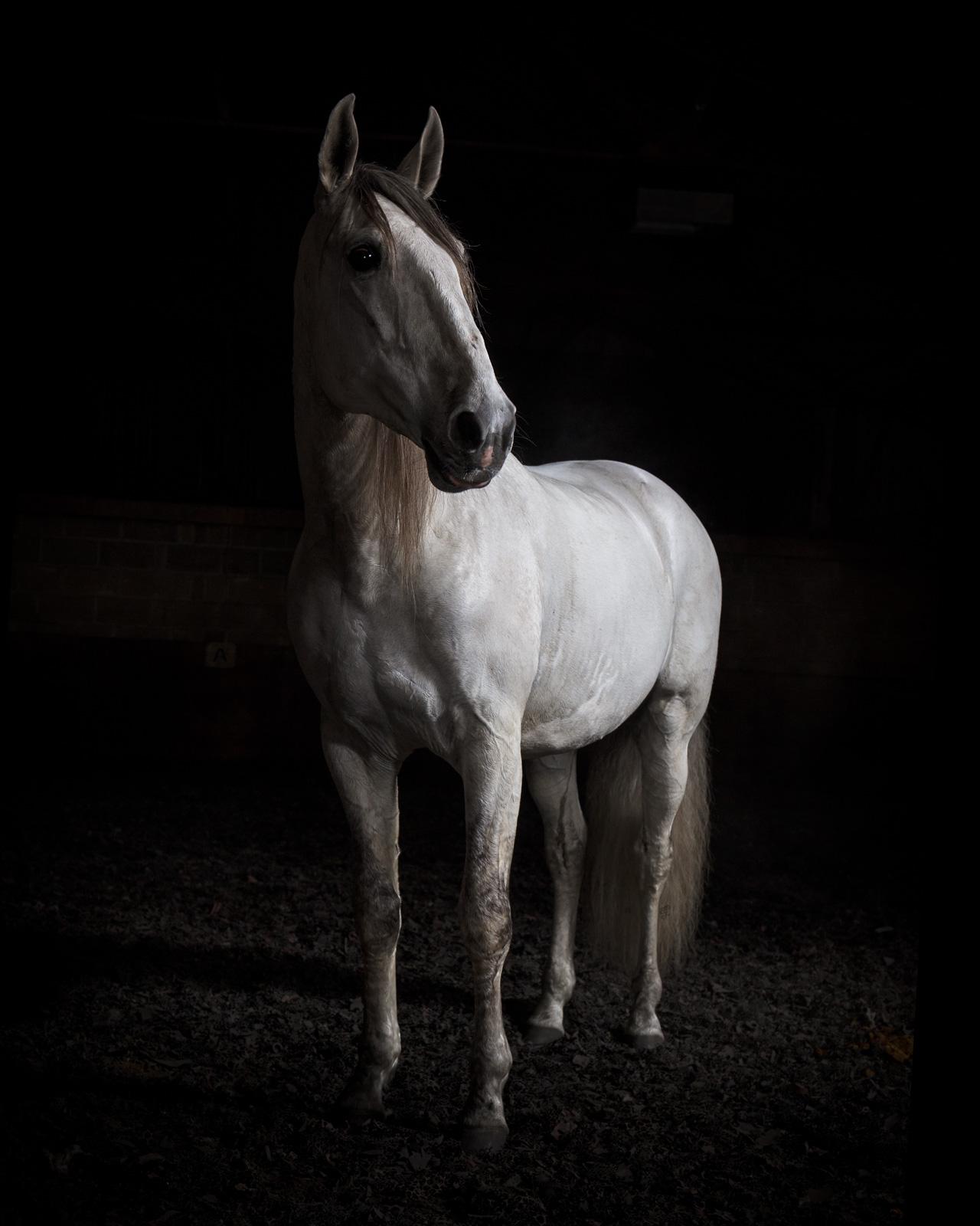 Portrait Photograph Tim Platt - "Ehpico d'Atela, étalon lusitanien de pure race #4 - Tirage animalier limité signé
