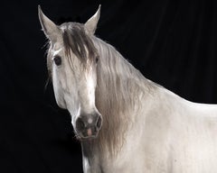 "Ehpico d’ Atela” pure bred Lusitano stallion #5 -Limited edition animal print