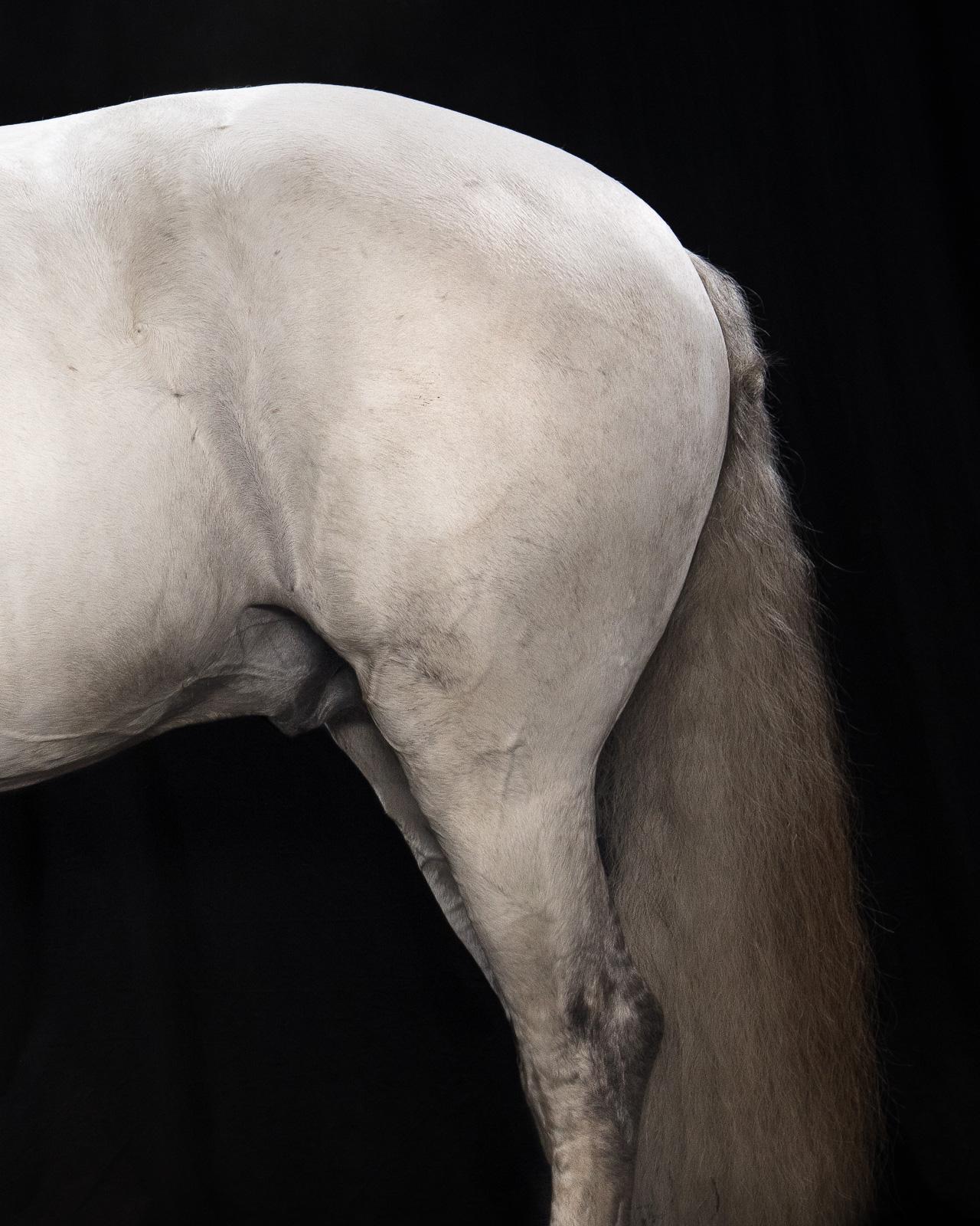 lusitano albino