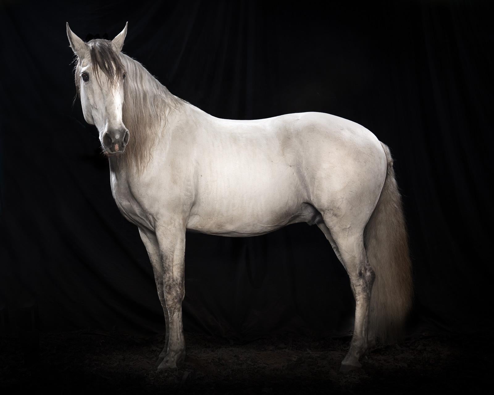 Tim Platt Color Photograph - "Ehpico d’ Atela” pure bred Lusitano stallion #5 - Signed limited edition print